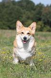 CORGI PEMBROKE 320